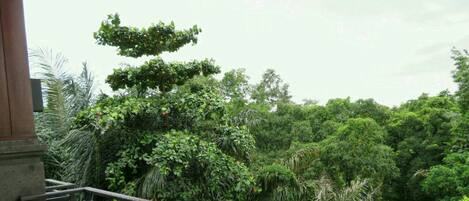 A balcony with a view of dense greenery and trees.