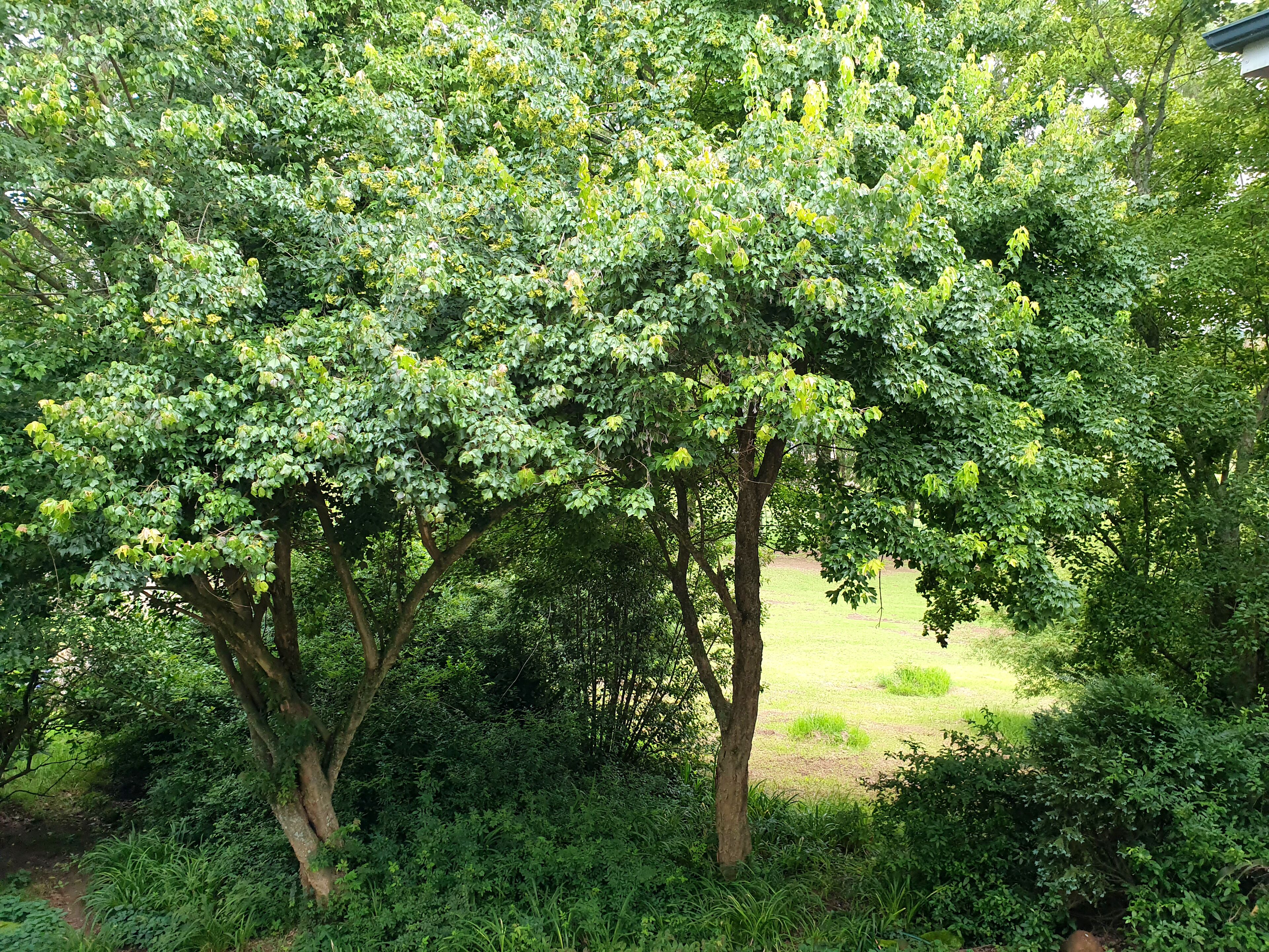 Un giardino rigoglioso con alberi maturi e vegetazione fitta.