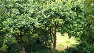 Un giardino rigoglioso con alberi maturi e vegetazione fitta.