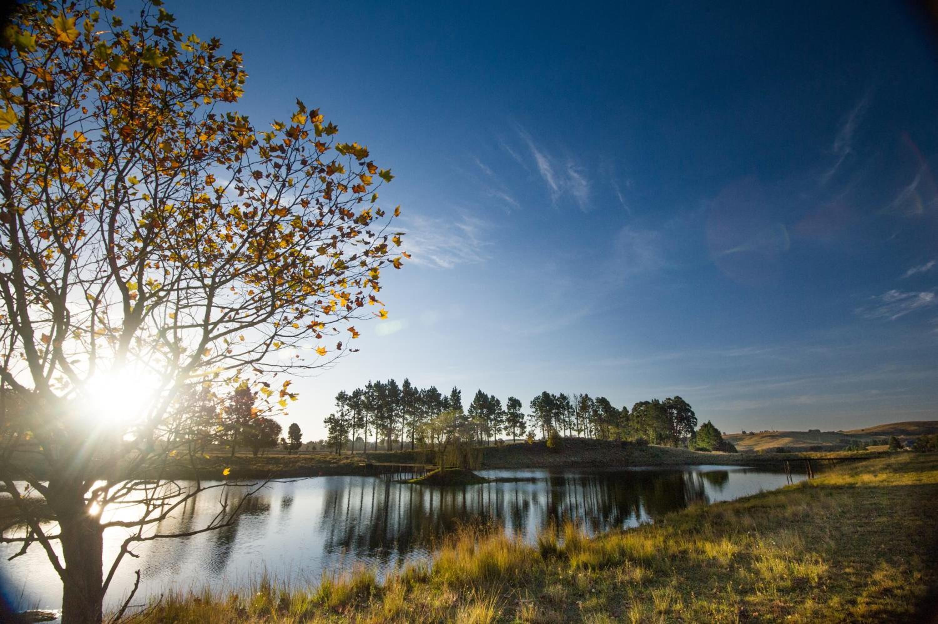 A serene lakeside scene with a tree reflecting the sun, surrounded by a grassy landscape and trees in the distance.