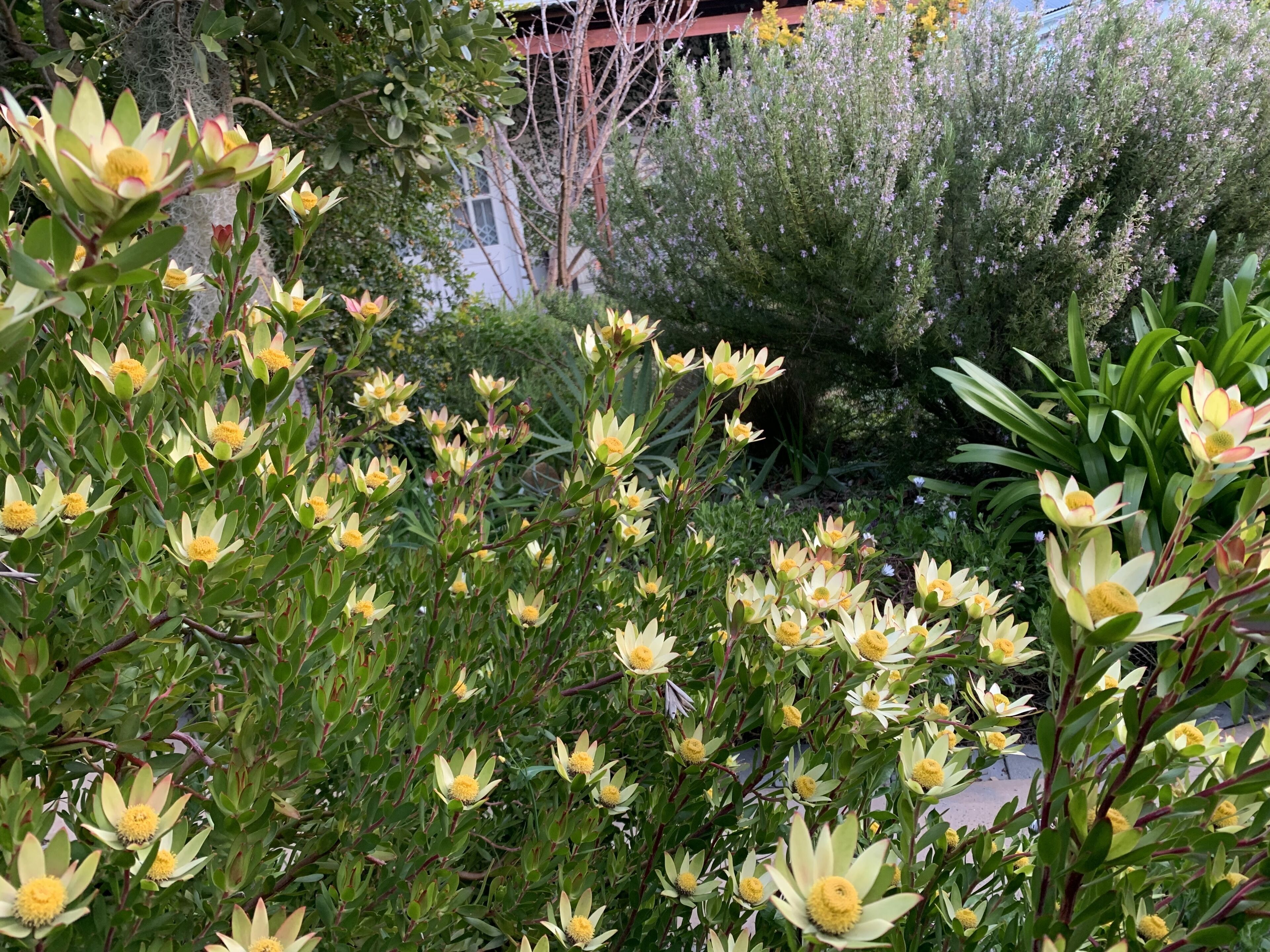 A garden with blooming yellow flowers and green foliage.