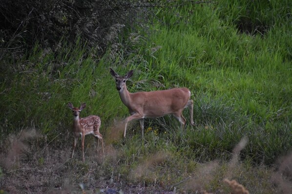 A deer standing in a grassy field with dense vegetation in the background.
