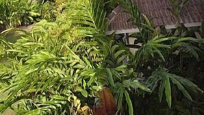 A lush garden with various tropical plants and a building with a tiled roof. - Instyle Residences at Seahorse Ranch Villa 118 (Cabarete)