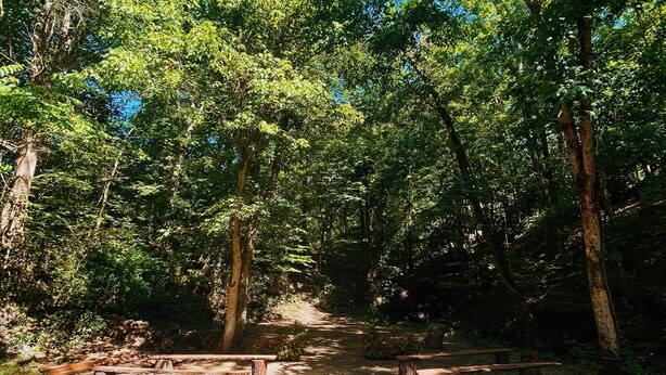 Un terrain de camping boisé, équipé de tables de pique-nique et d’un sentier de gravier.