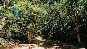 Un camping arbolado con mesas de picnic y un camino de grava.