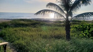 Una palma in una zona erbosa con un sentiero che porta alla spiaggia.
