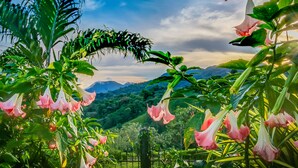 A garden with pink flowers and green foliage, a fence, and a mountainous landscape in the background.