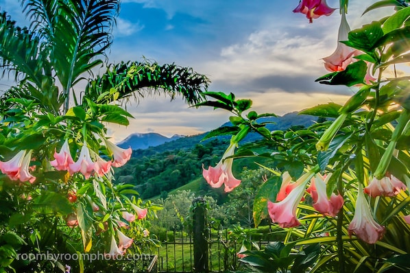 Un jardín con flores rosadas y follaje verde, una cerca y un paisaje montañoso al fondo.