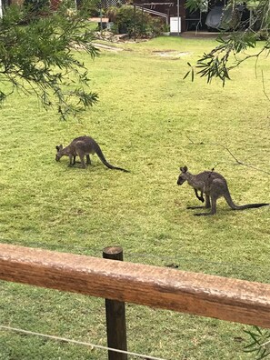 Terrace/patio - Hyams beach house - a secret treasure (Hyams Beach)