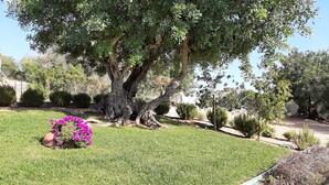 Ein großer Baum mit dicken Wurzeln in einem gepflegten Rasenbereich.