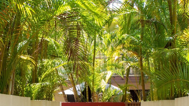 A pathway leading through a lush garden with various plants and a red wall in the background. - Riverpark-studio apartment (Highgate Hill)