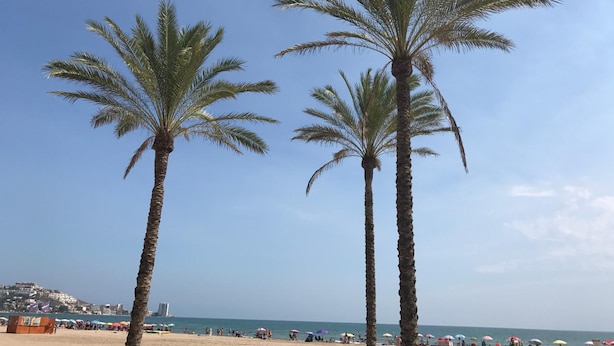 A beach with palm trees and a clear sky.