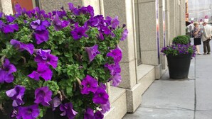 Una jardinera grande con flores moradas en una acera de la ciudad.