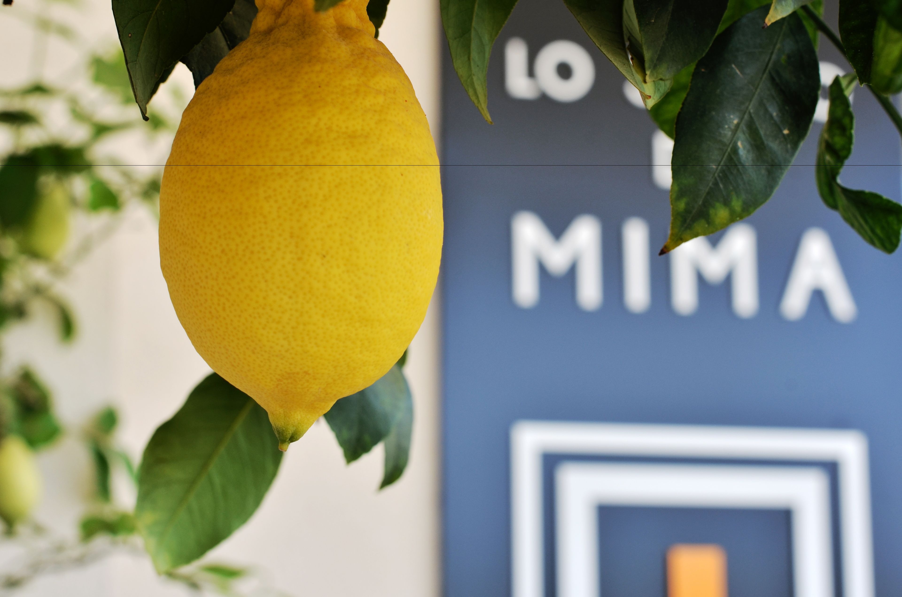 A lemon hanging from a plant with a blue wall in the background.