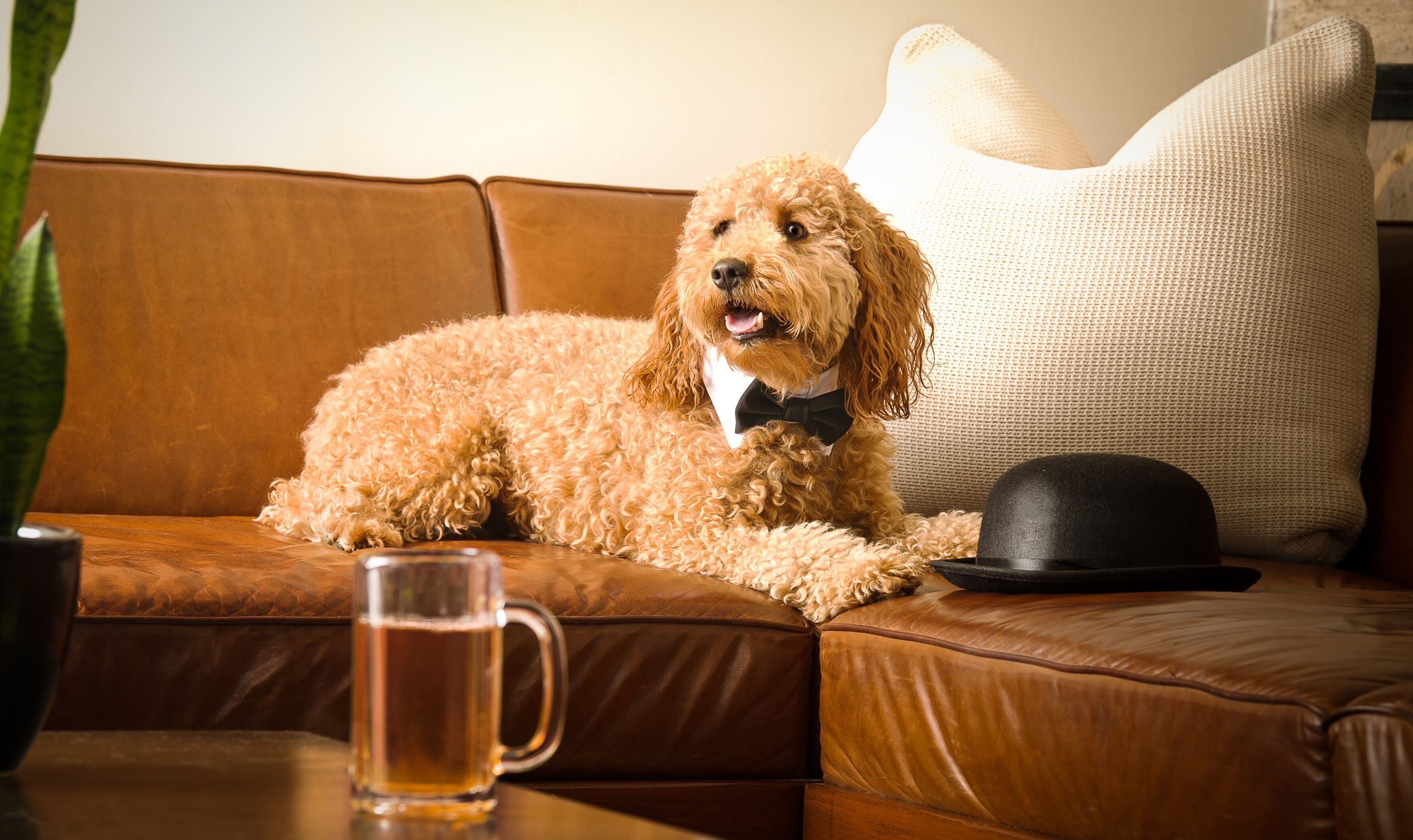 Ein Hund auf einer Ledersofa mit Hut und einem Bierglas auf einem Tisch.