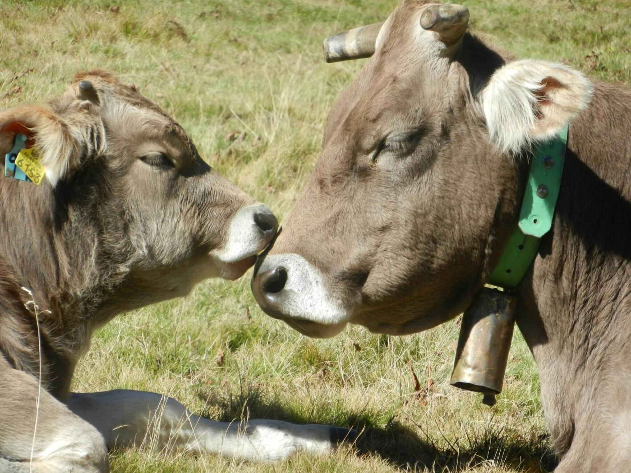 Foto - Hotel Peretol