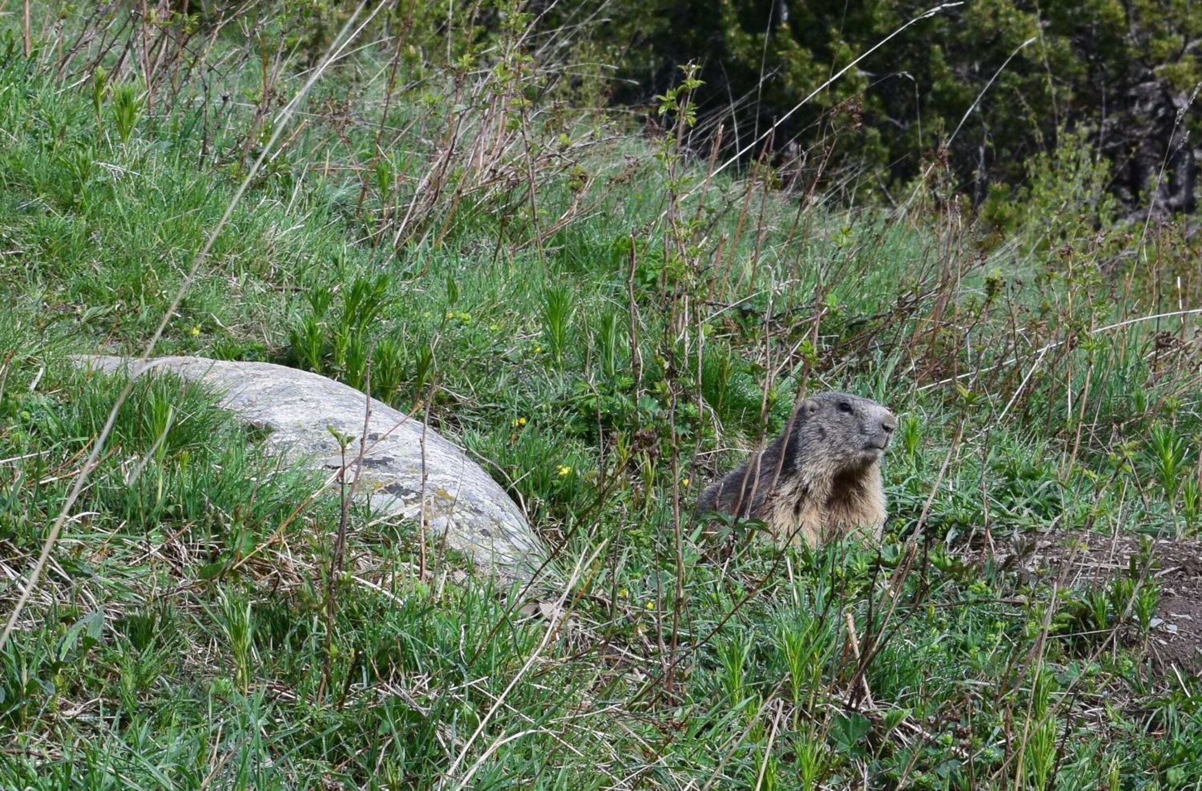 Foto - Hotel Peretol