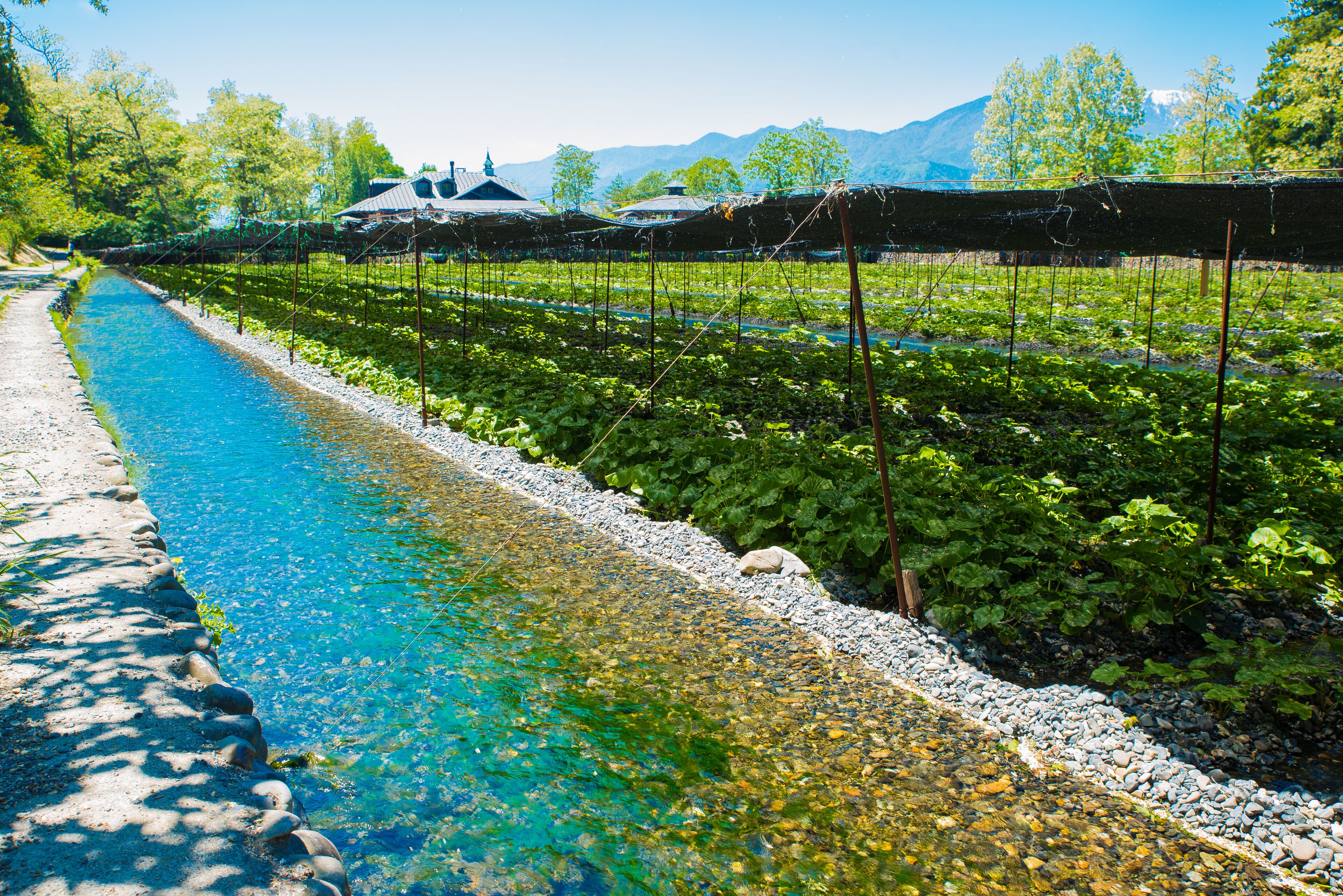 A river running alongside a row of greenhouses with a mountain in the background.