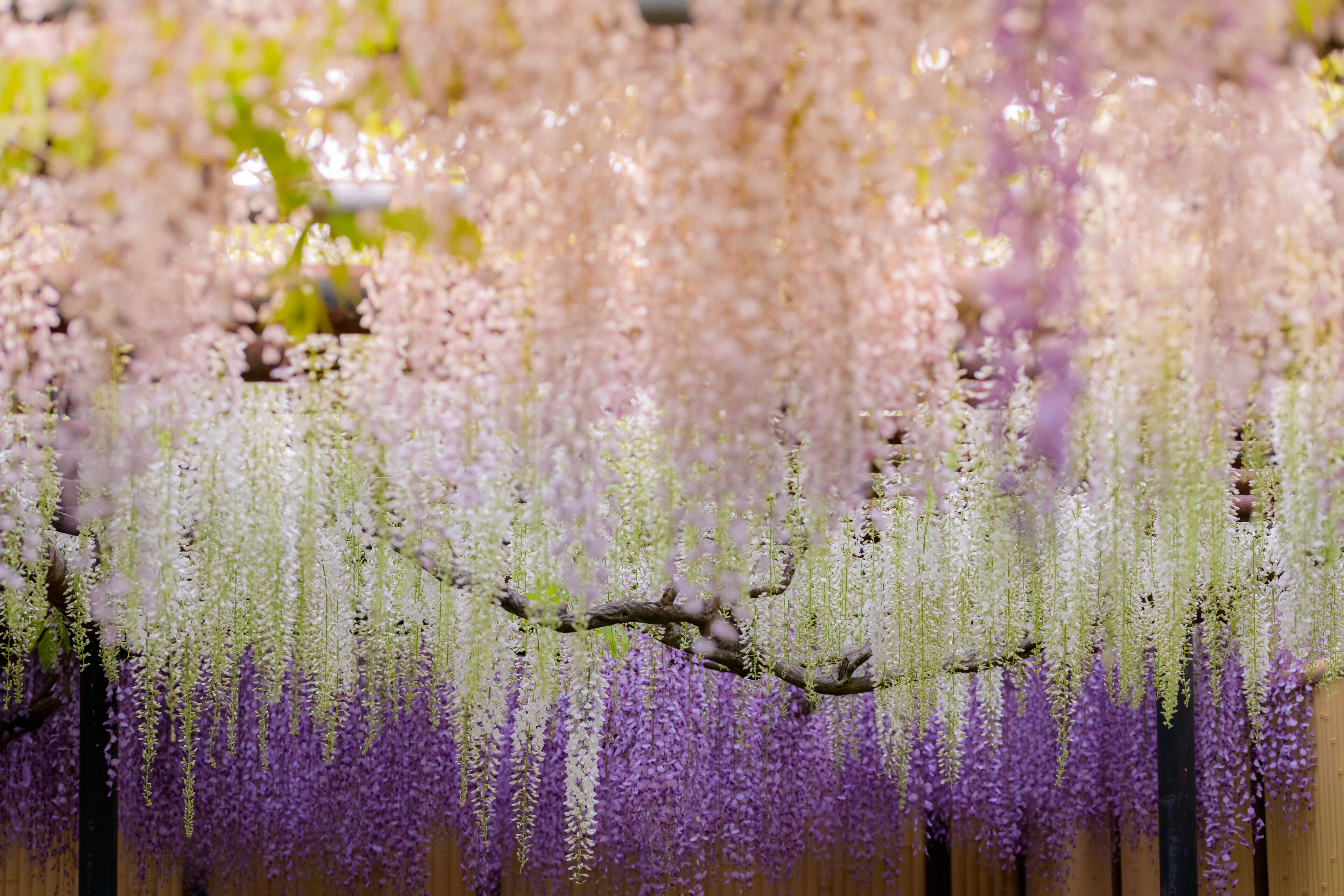 A wooden structure with hanging purple and white flowers.