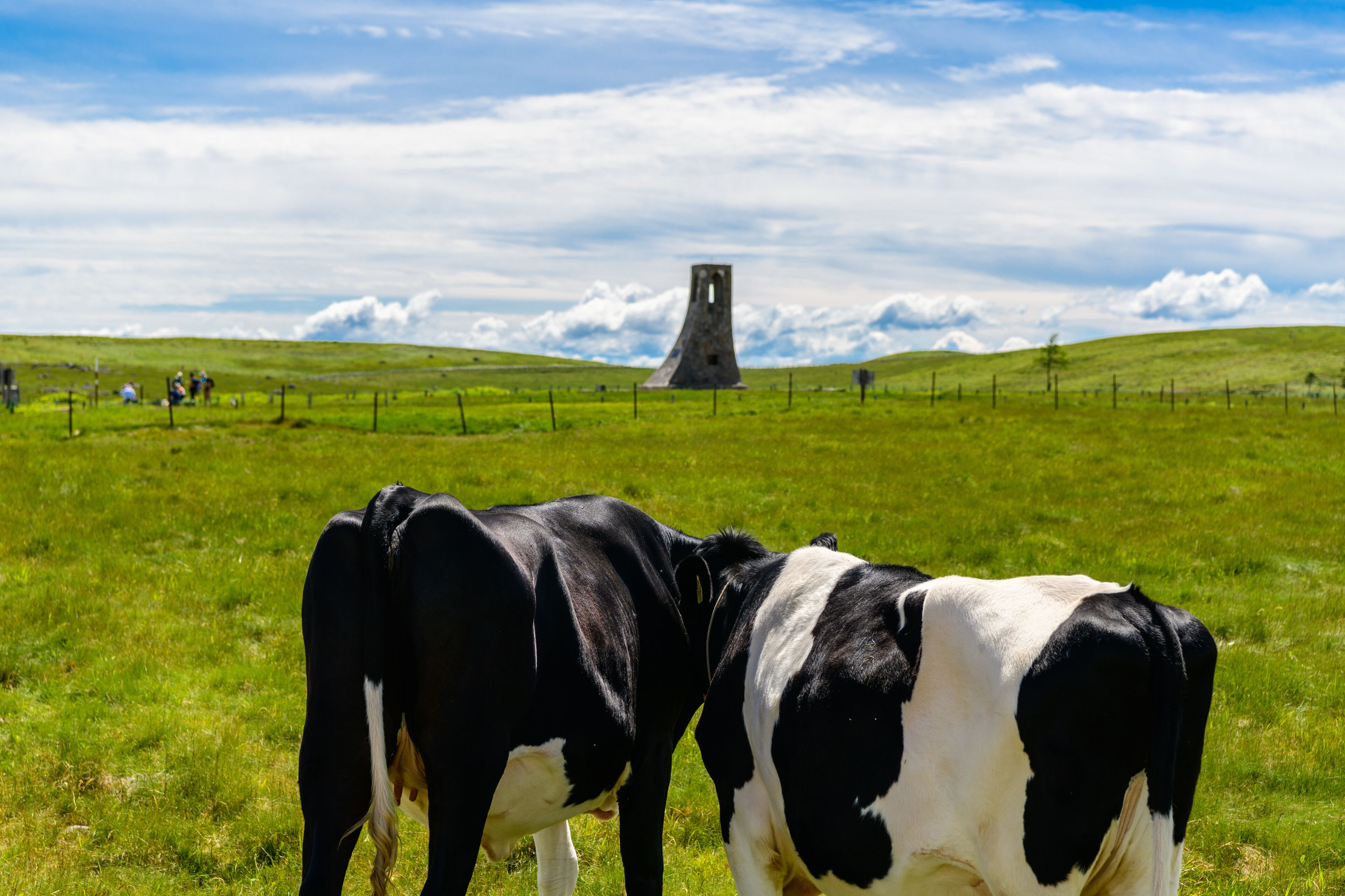 A grassy field with two cows and a tower-like structure in the background.