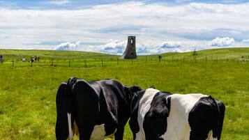 A grassy field with two cows and a tower-like structure in the background.
