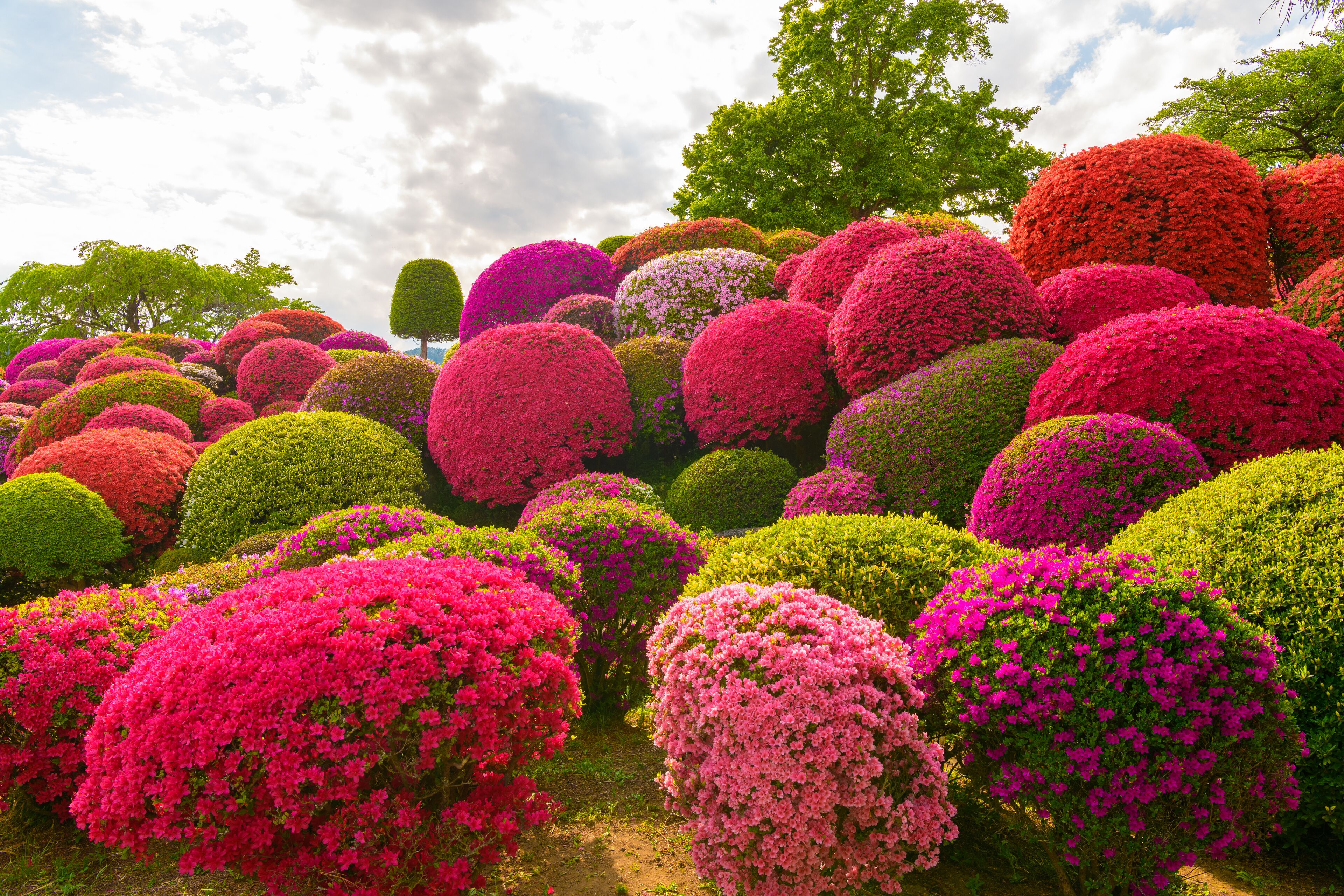 A garden with spherical topiary trees in various colors.