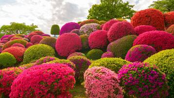 A garden with spherical topiary trees in various colors.