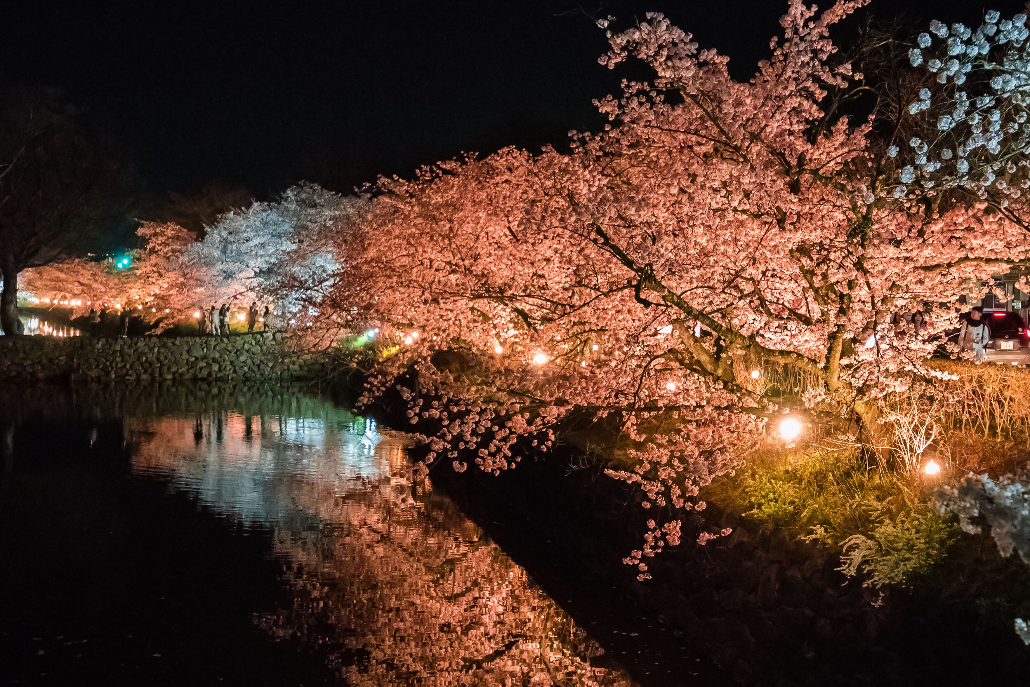 A night scene with cherry blossoms reflecting on water, illuminated by lights.