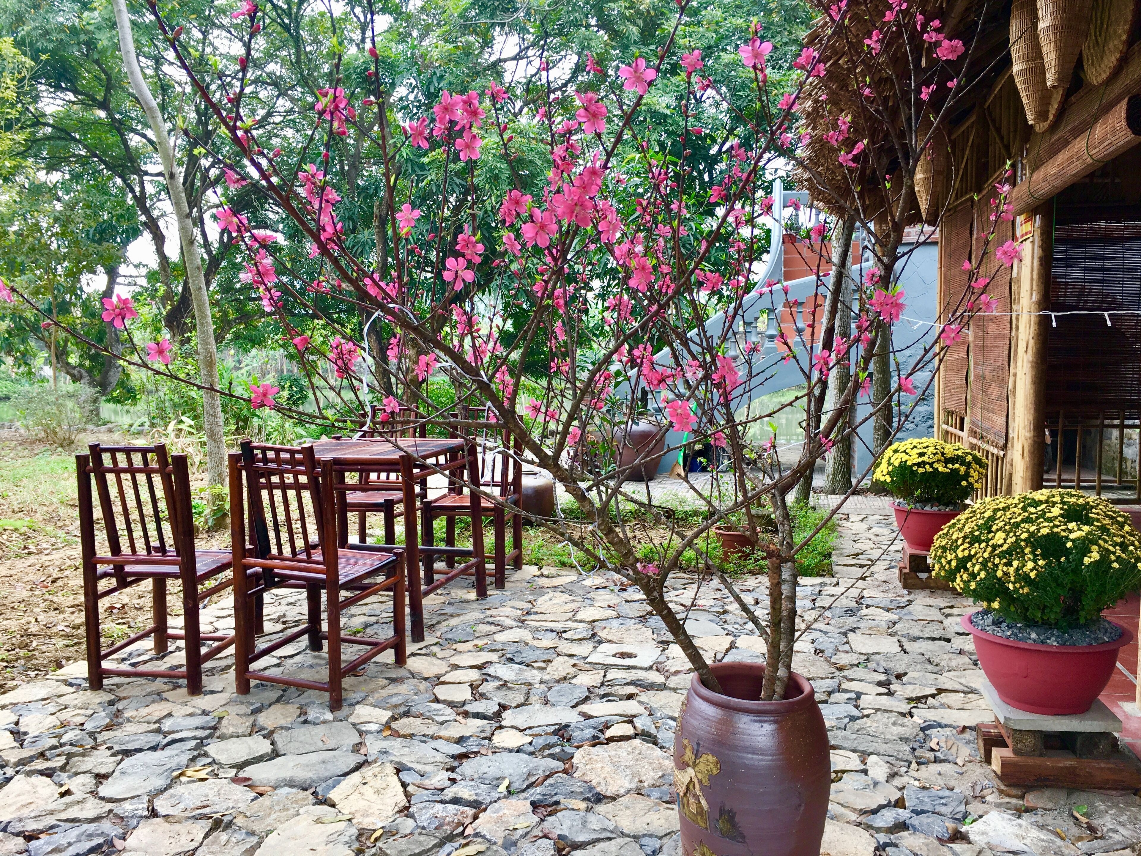 A stone patio with wooden chairs and a table, surrounded by potted plants and a bamboo structure.
