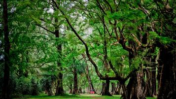 A forested area with large trees and a clear path.