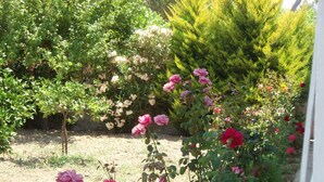 A garden with various plants and flowers, including roses and a coniferous tree. - Studio Stars (Zakynthos)