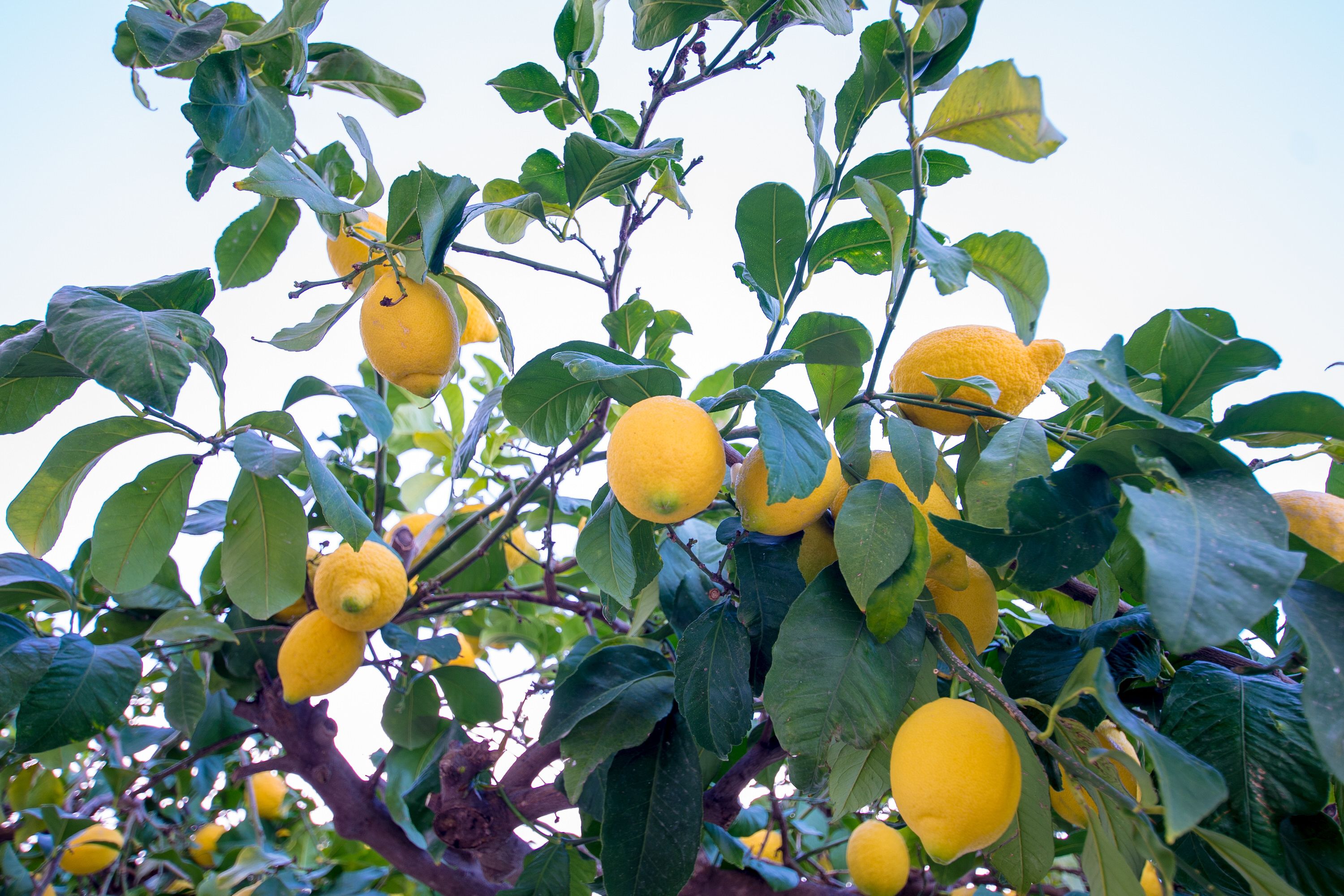 A lemon tree with ripe lemons and green leaves.