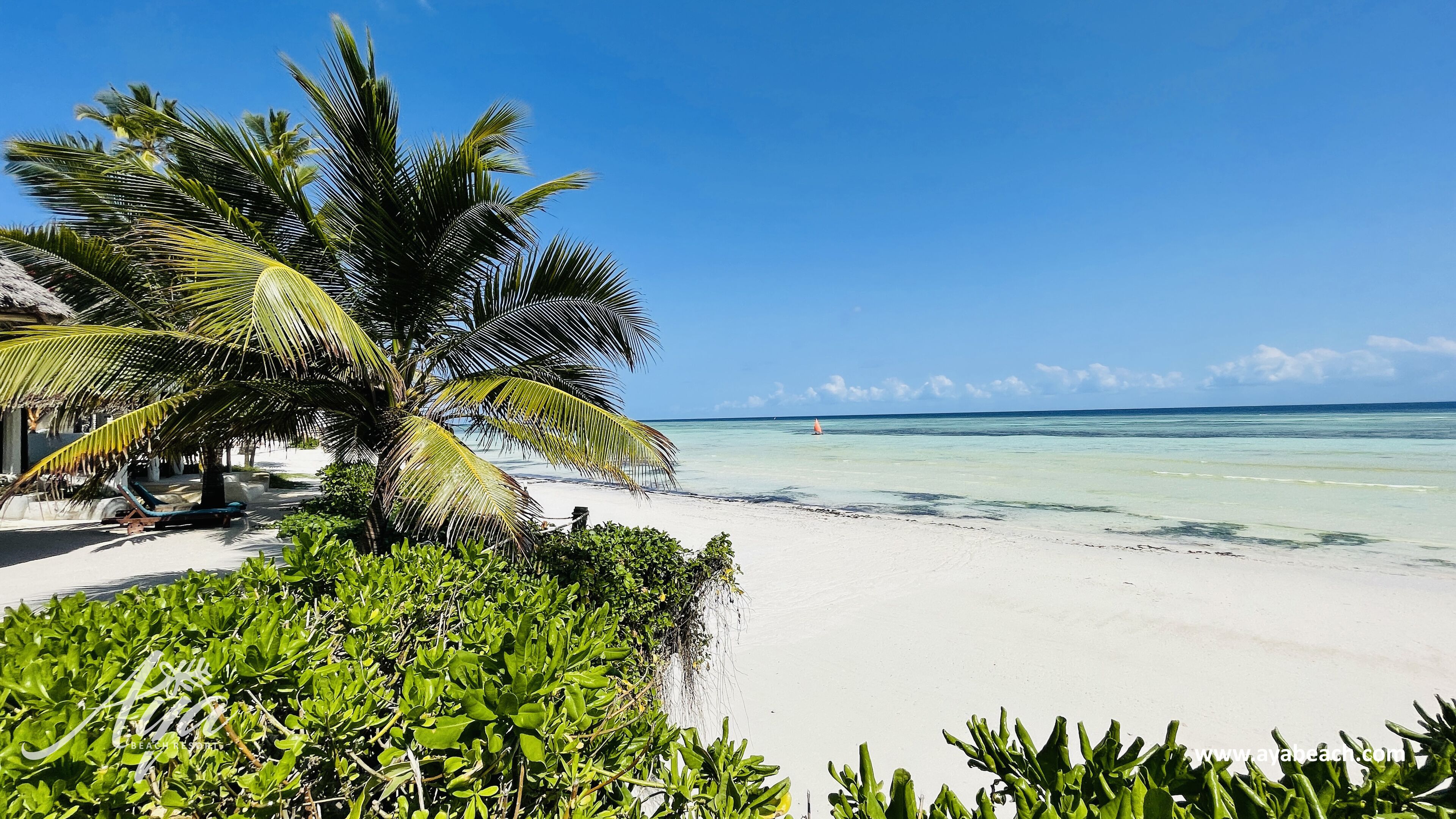 Una playa con arena blanca, agua turquesa cristalina y una palmera.