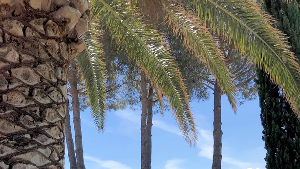 A garden with a stone wall, palm trees, and red flowers. - Tenuta De Fanti Agriturismo (Bibbona)