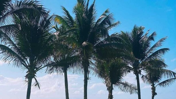 A beach with palm trees and a hammock. - Pousada Sal e Mar (Ipojuca)