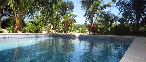 A clear blue pool surrounded by palm trees and tropical plants.