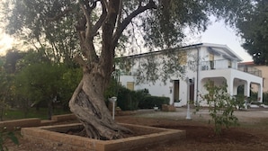 A tree with a thick trunk in a landscaped area with a white building in the background. - Casa Flavia (Santa Flavia)