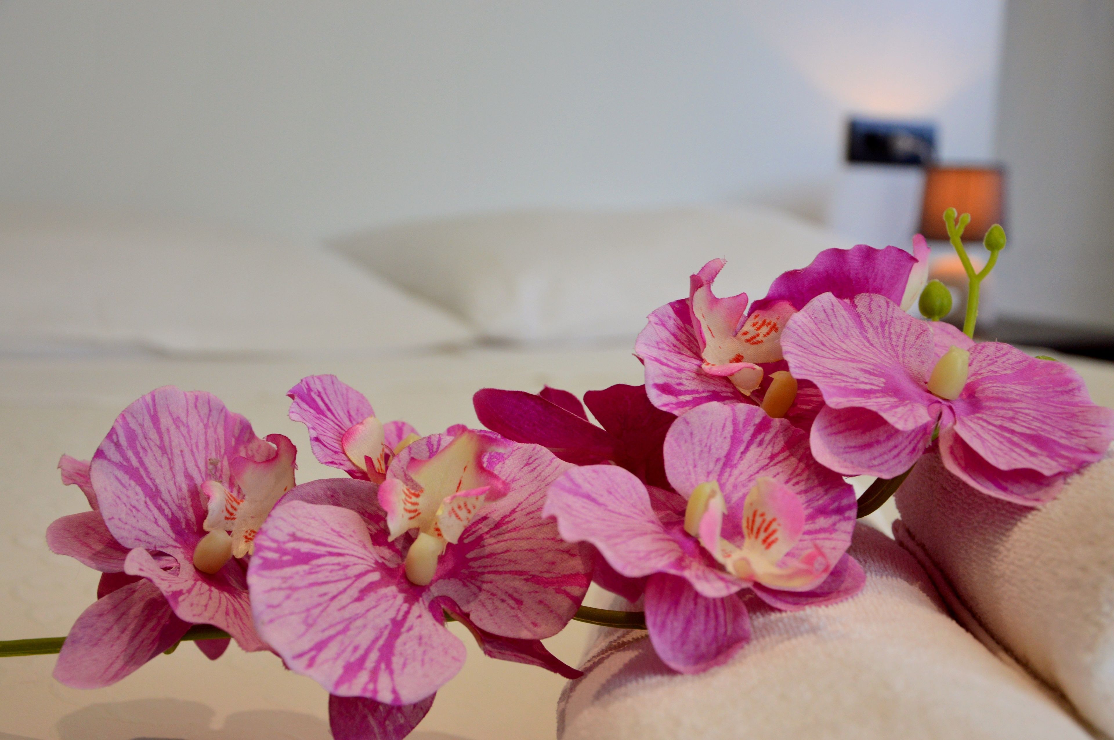 En närbild på rosa orkidéer med en suddig bakgrund bestående av en säng och en vägg.