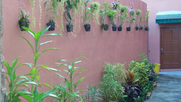 A wall with hanging and potted plants, a door, and a concrete pathway. - D's Corner & Guesthouse (Phuket)
