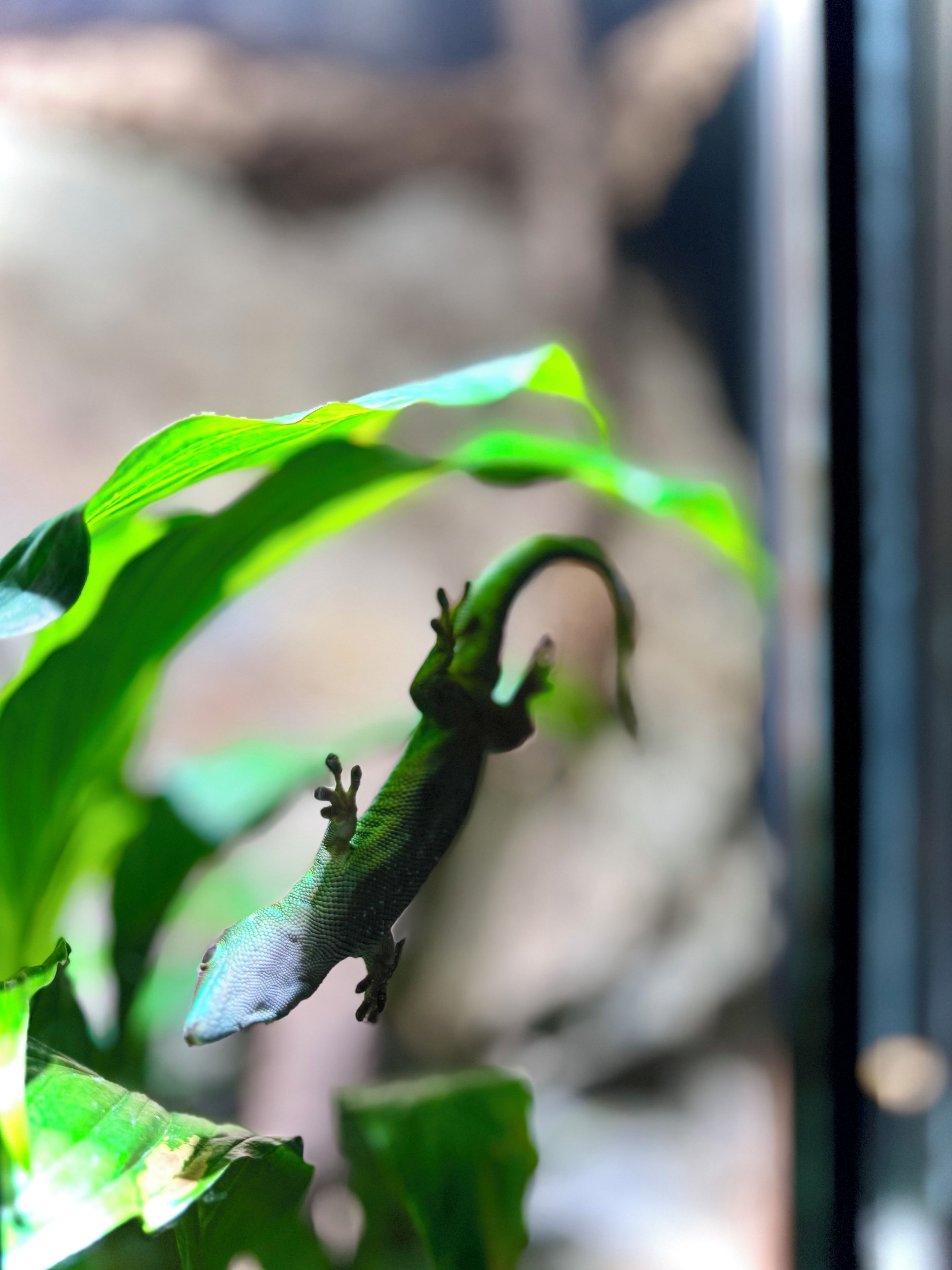 A gecko on a green leaf.