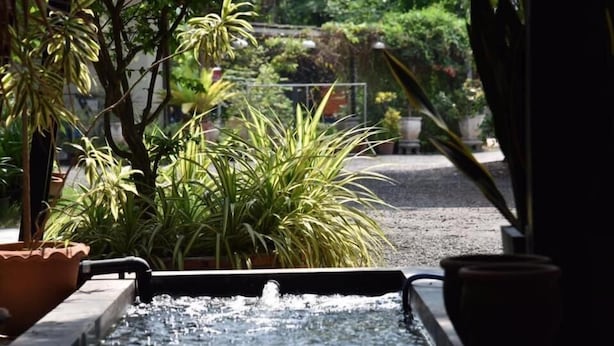 Una fuente de agua con una pileta rectangular, rodeada de plantas en macetas y un sendero.