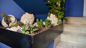 A staircase with a planter box containing various cacti and succulents. - ZIOLì (Noto)