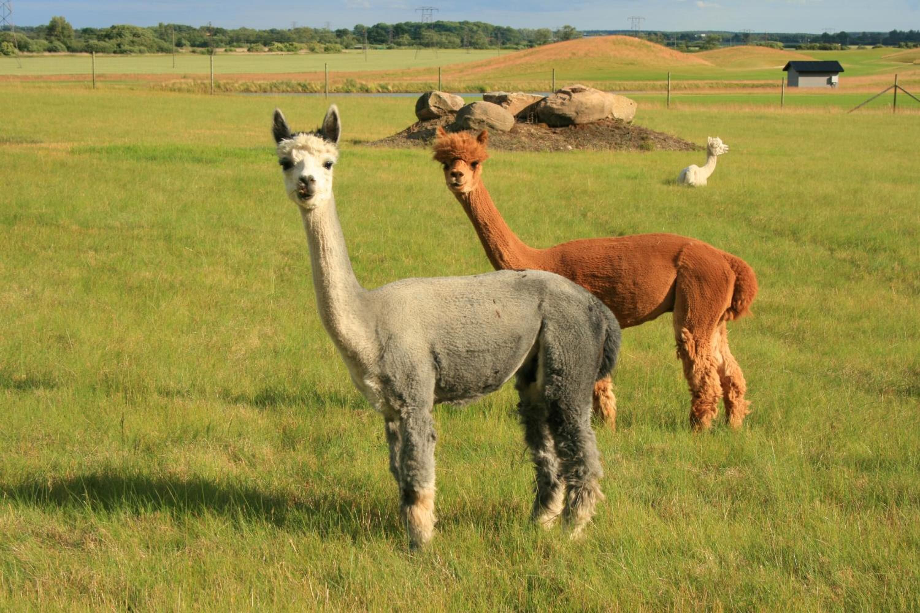 Una llama en un campo cubierto de hierba, con un edificio pequeño al fondo.