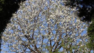 Un árbol con flores blancas contra un cielo despejado.