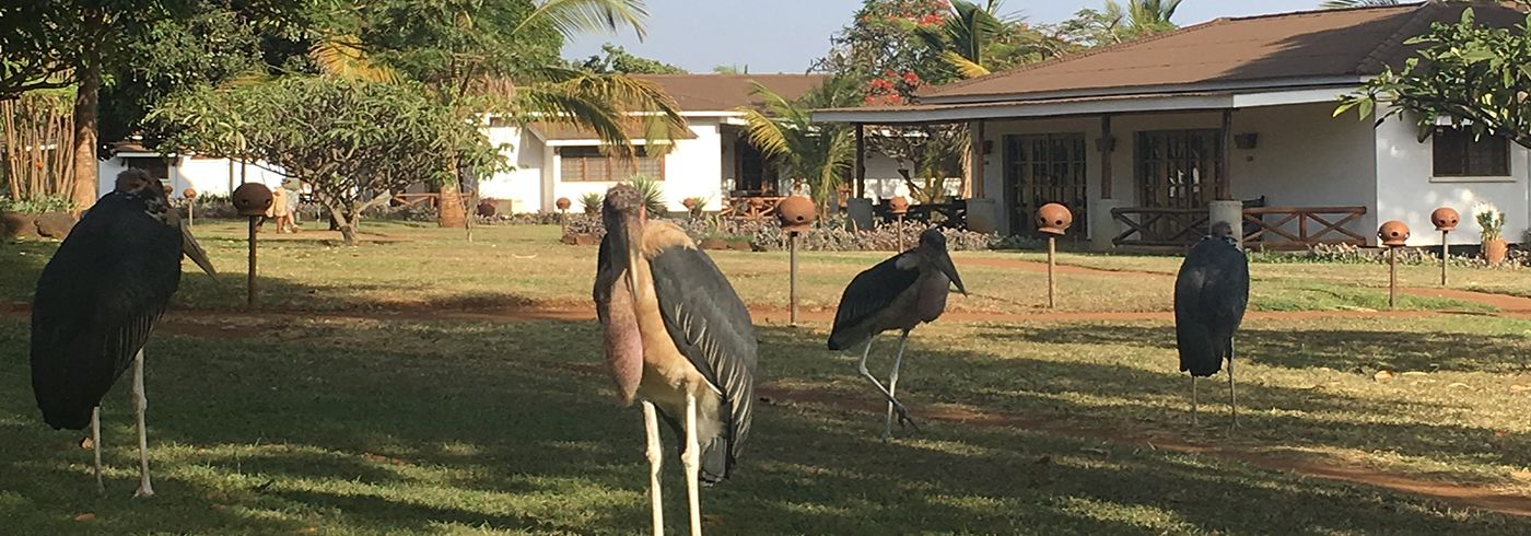 Four large birds standing on a grassy area with a house in the background.
