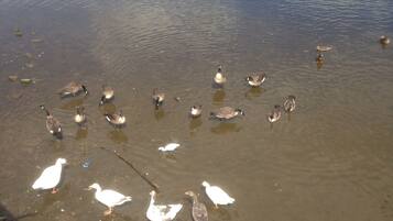 A pond with ducks and geese.