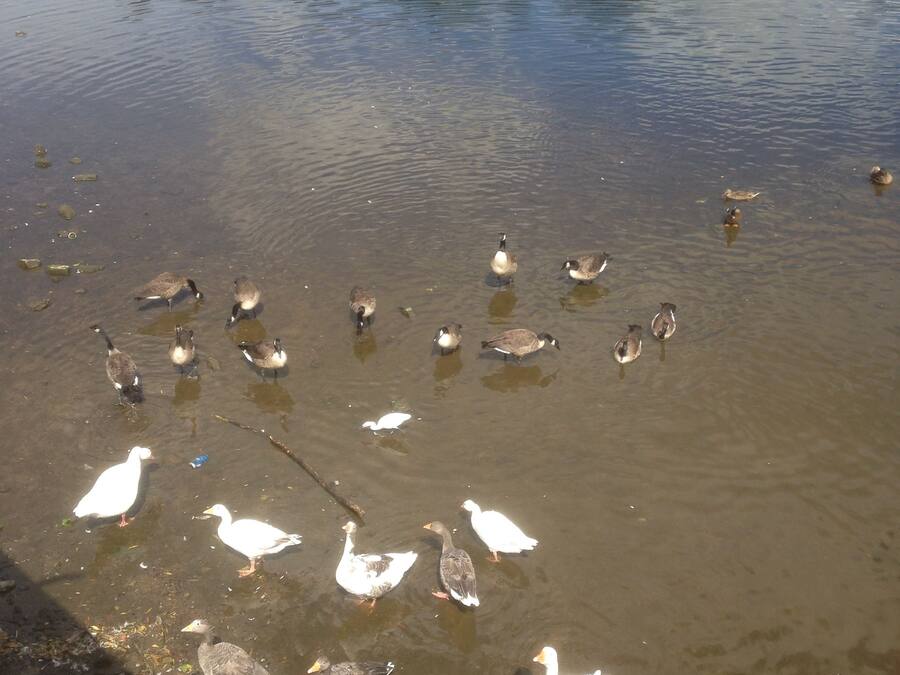 Un étang avec des canards et des oies.