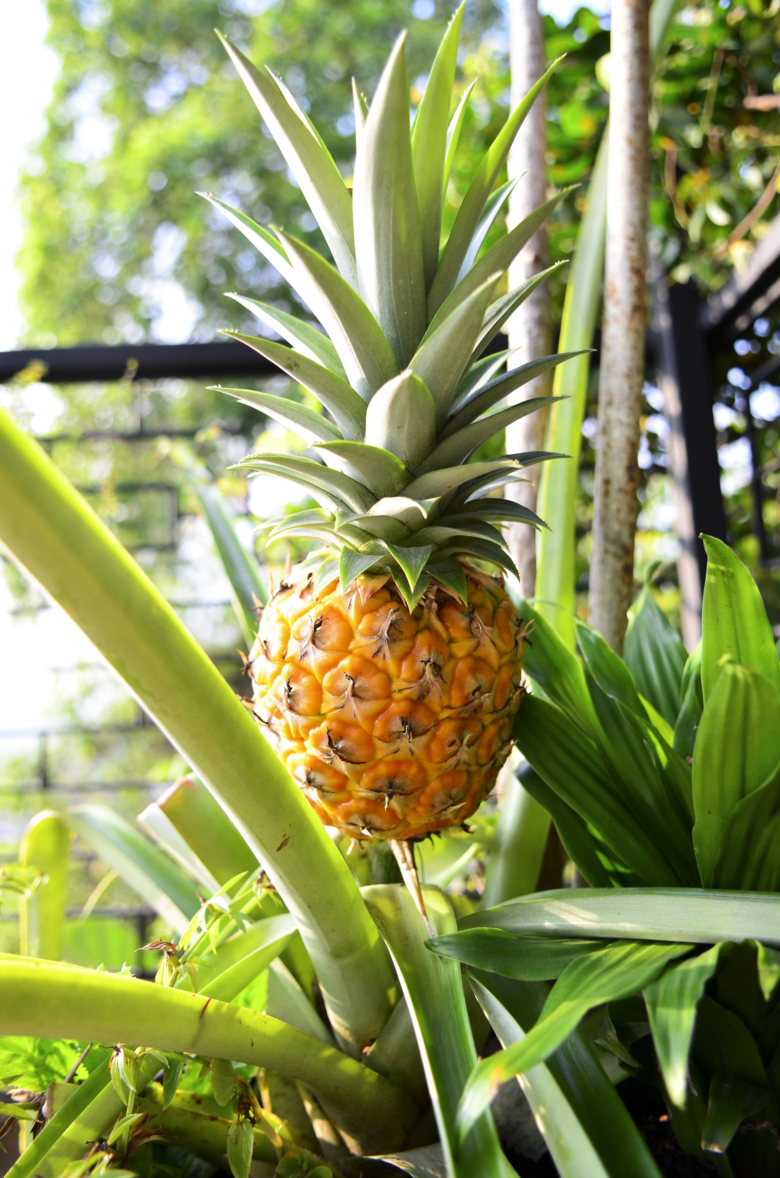 Foto - Magic Garden House