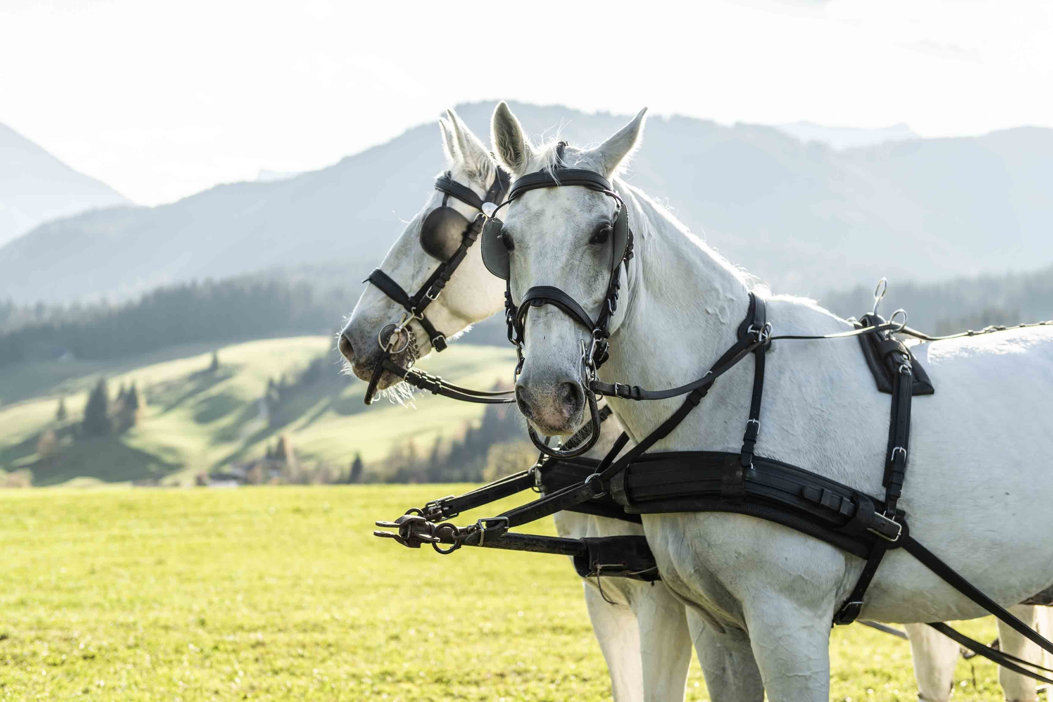 Dos caballos blancos atados en un campo de hierba, con montañas al fondo.