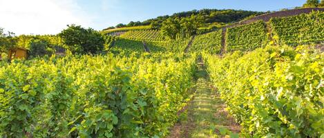 A vineyard with rows of grapevines and a small building in the background.